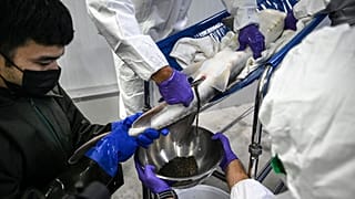 Tailândia aposta na produção de caviar