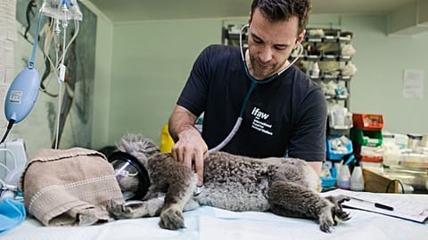 Koala sperm is being banked by scientists to ensure the survival of the species.