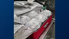 The baby eels were found in eight separate suitcases on Monday.