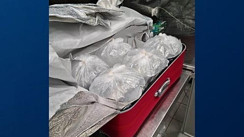 The baby eels were found in eight separate suitcases on Monday.