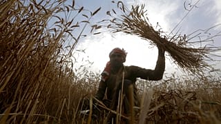 A villager harvests wheat in a suburb of Lahore, Pakistan, Thursday, April 14, 2022.