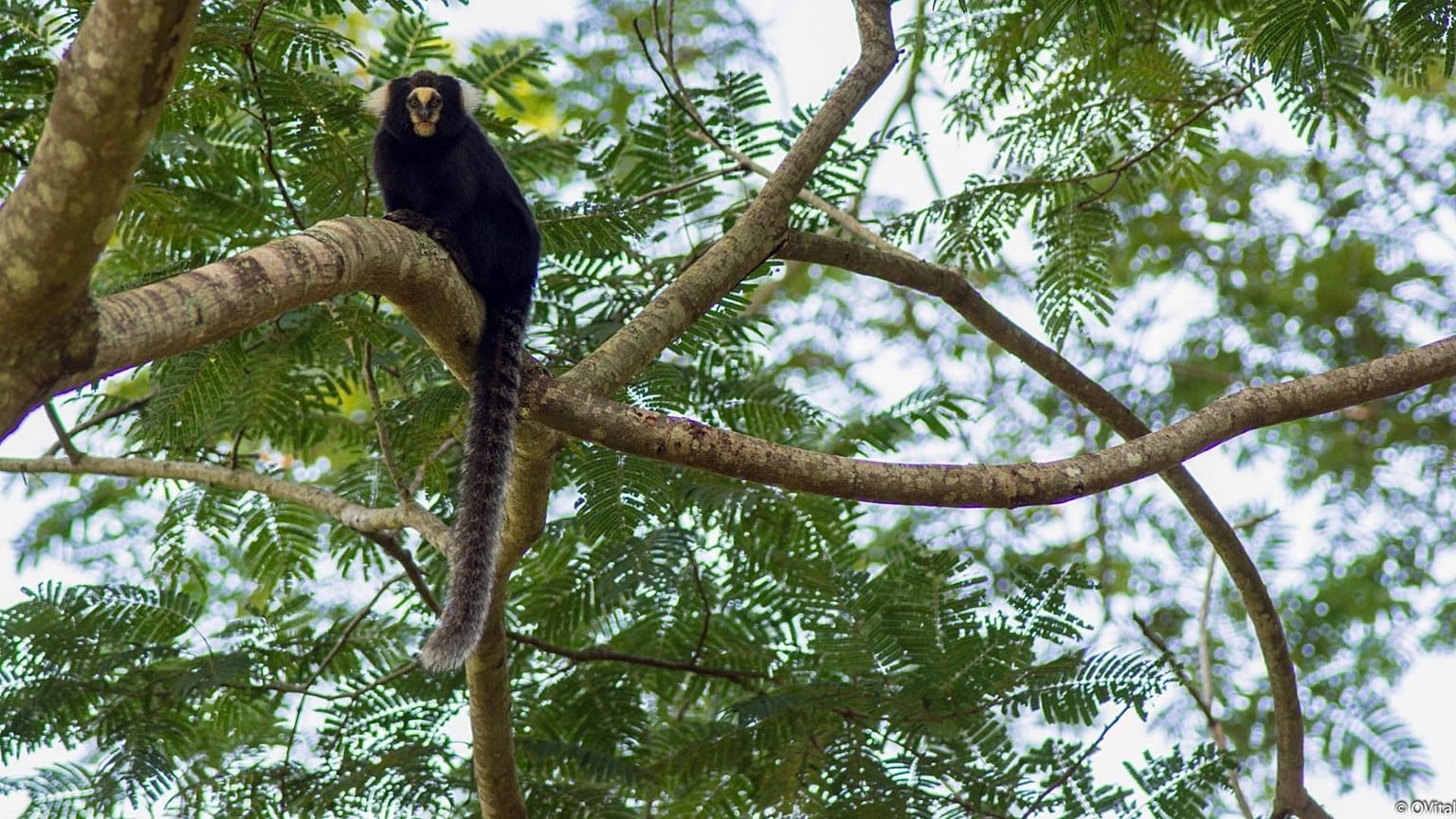 These tiny mountain marmosets are being threatened by invasive species.