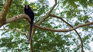 These tiny mountain marmosets are being threatened by invasive species.