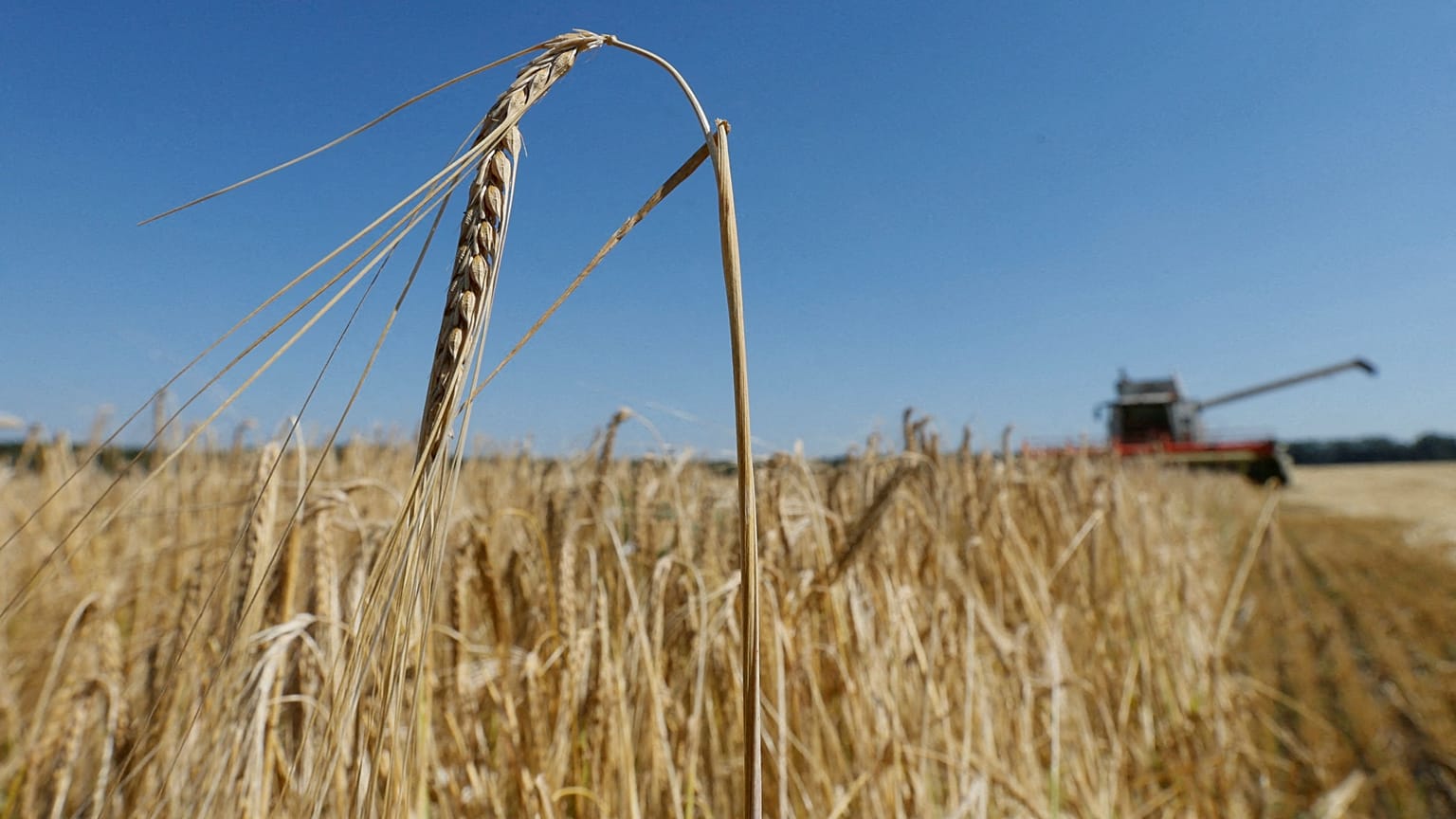 A combine harvests barley in a field near the village of Zhovtneve, Ukraine