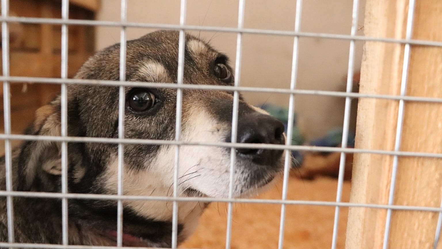 A dog at the animal centre in Lviv