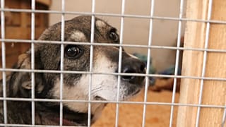 A dog at the animal centre in Lviv