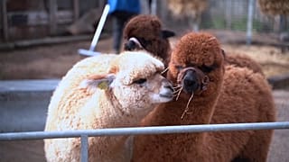 Alpakas in der Vauxhall City Farm, London