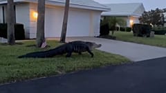 Sheriff's deputies captured video of a large alligator crawling through a front yard in Florida before making its way into a community lake.