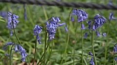 Hasenglöckchen in einem Wald in Belgien