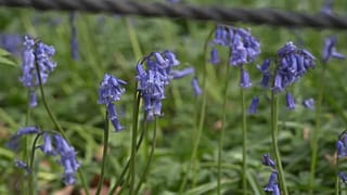 Hasenglöckchen in einem Wald in Belgien