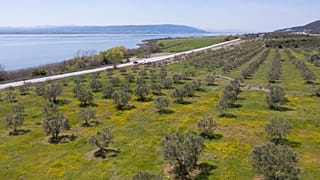 Δάσος
