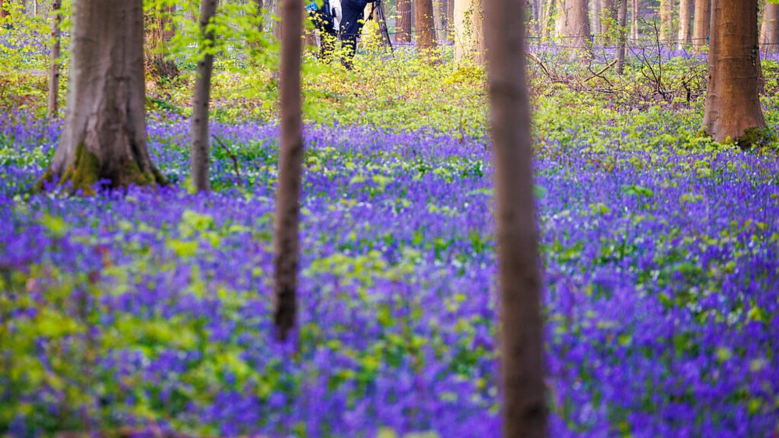 Les jacinthes du Bois de Hal en Belgique 