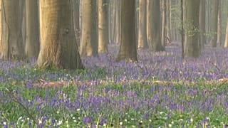 Bosque de Hallerbos durante la floración de las campanillas y los jacintos