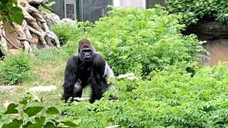 Amare in the gorilla enclosure.