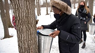 Arny Naweza place le couvercle d'un seau sur un érable qu'elle a entaillé, samedi 13 mars 2021 à Ottawa, en Ontario. 