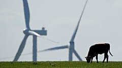 Kuh auf der Weide vor einem Windrad, Reading, 27.04.2020