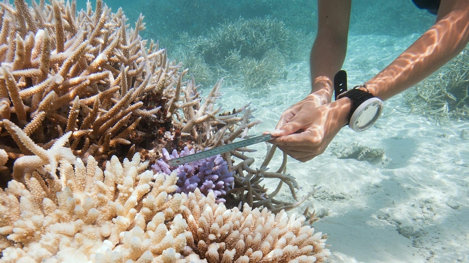 The intern will help to care for coral reefs in the Maldives. 