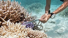 The intern will help to care for coral reefs in the Maldives. 