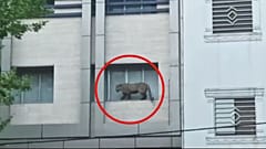 پلنگ سرگردان در قائمشهر مازندران