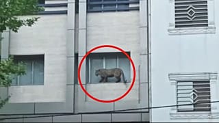 پلنگ سرگردان در قائمشهر مازندران