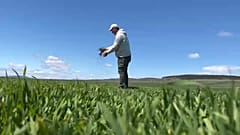 Anzor Maisuradze cultiva una variedad de trigo autóctono de Georgia