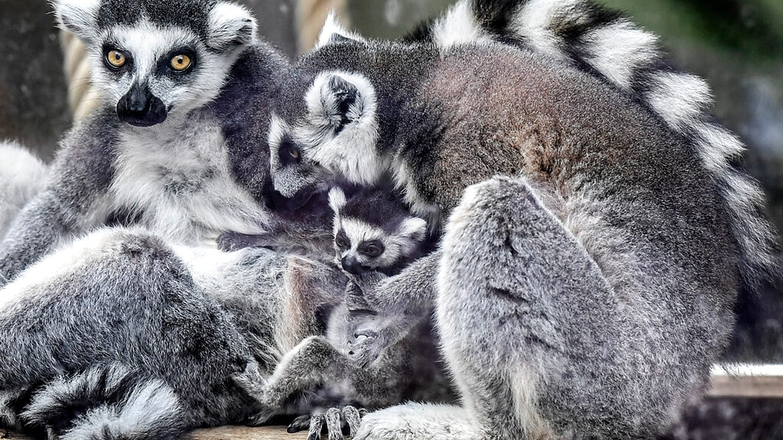 Ein Katta-Weibchen kümmert sich um ein Jungtier im Zoo Duisburg, 15.04.2021
