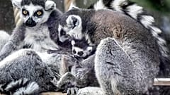 Ein Katta-Weibchen kümmert sich um ein Jungtier im Zoo Duisburg, 15.04.2021