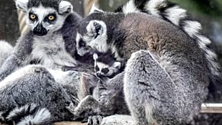 Ein Katta-Weibchen kümmert sich um ein Jungtier im Zoo Duisburg, 15.04.2021