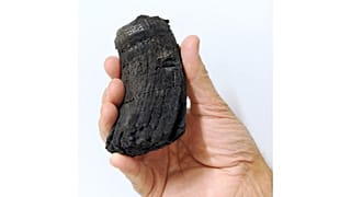 Racine de la dent supposée d'un ichthyosaur, monstre marin ayant vécu il y 200 millions d'années