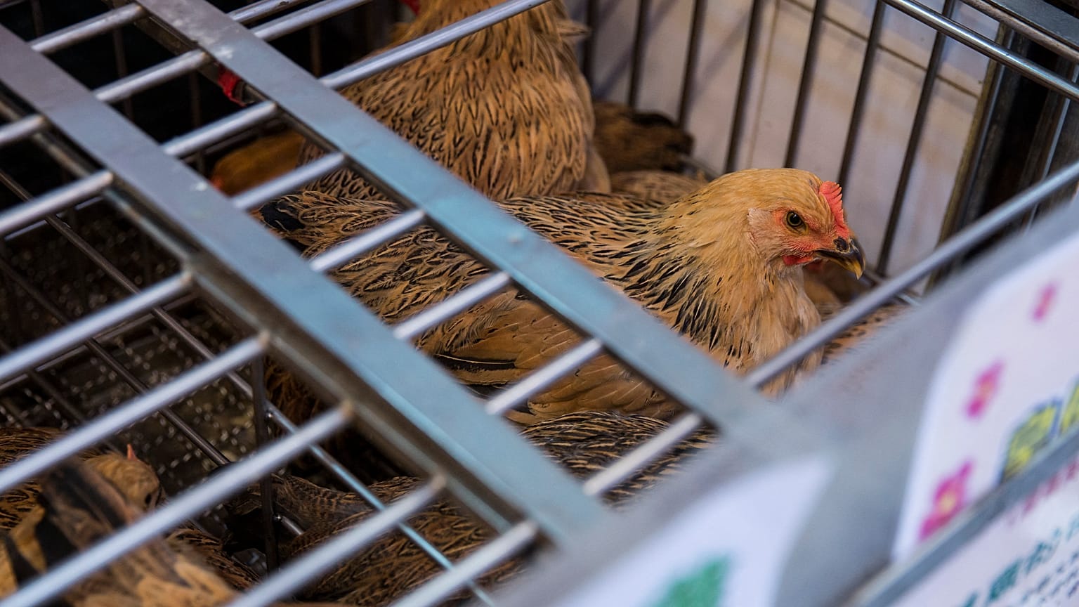 The patient's family raises chickens