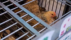 The patient's family raises chickens