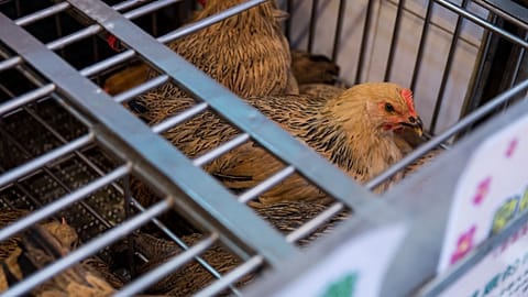 The patient's family raises chickens