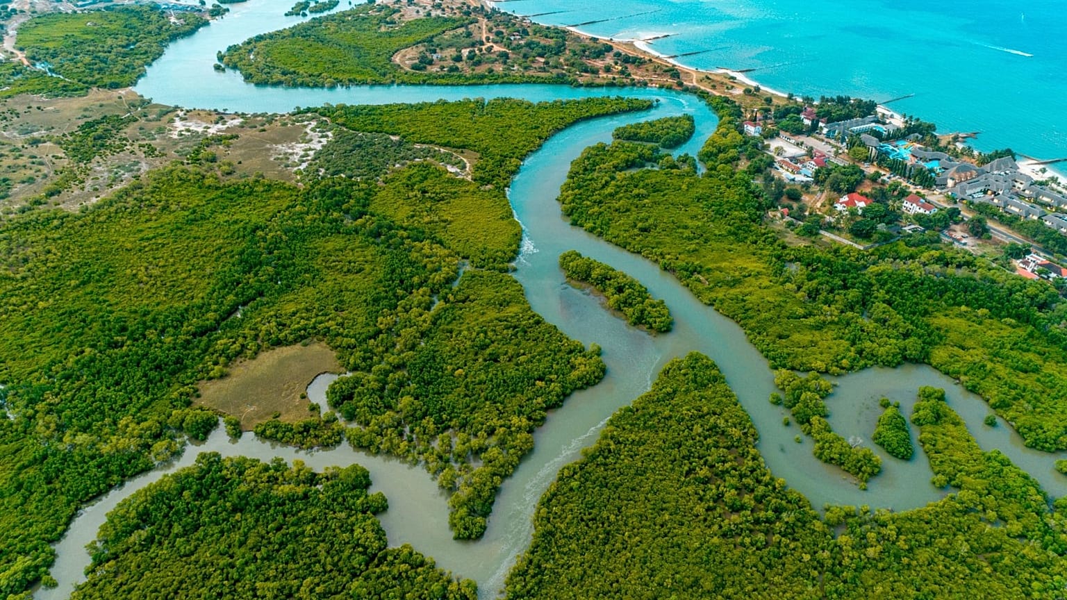 Planting mangrove forests is a great way to combat rising sea levels.