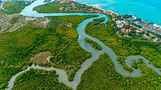Planting mangrove forests is a great way to combat rising sea levels.