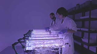 Segundo as disposições ucranianas, só as cientistas e os cientistas com mais de 60 anos podem deixar o país