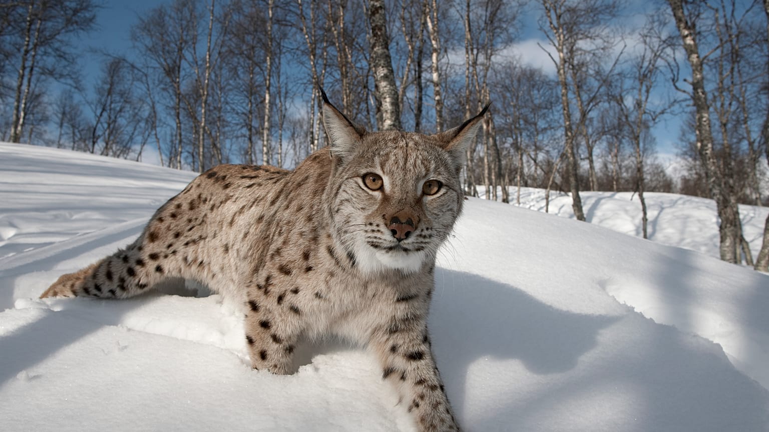 Eurasian lynx in Bardu, Norway
