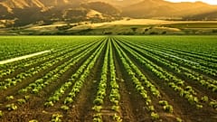 Urine spread on crops yielded good results according to the chamber of agriculture in France.