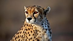 Koushki; male Asiatic Cheetah
