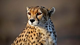 Koushki; male Asiatic Cheetah