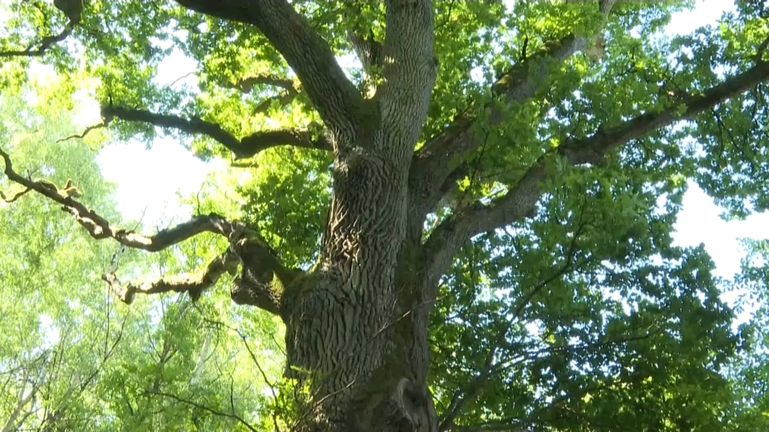 Europäischer Wald - Screenshot