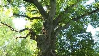 Europäischer Wald - Screenshot