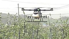 Un dron polinizador en Seosan, Corea del Sur