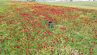 Flowers bloom in war-torn Syria's battered province of Idlib.