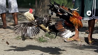 بازی خروس جنگی در فیلیپین