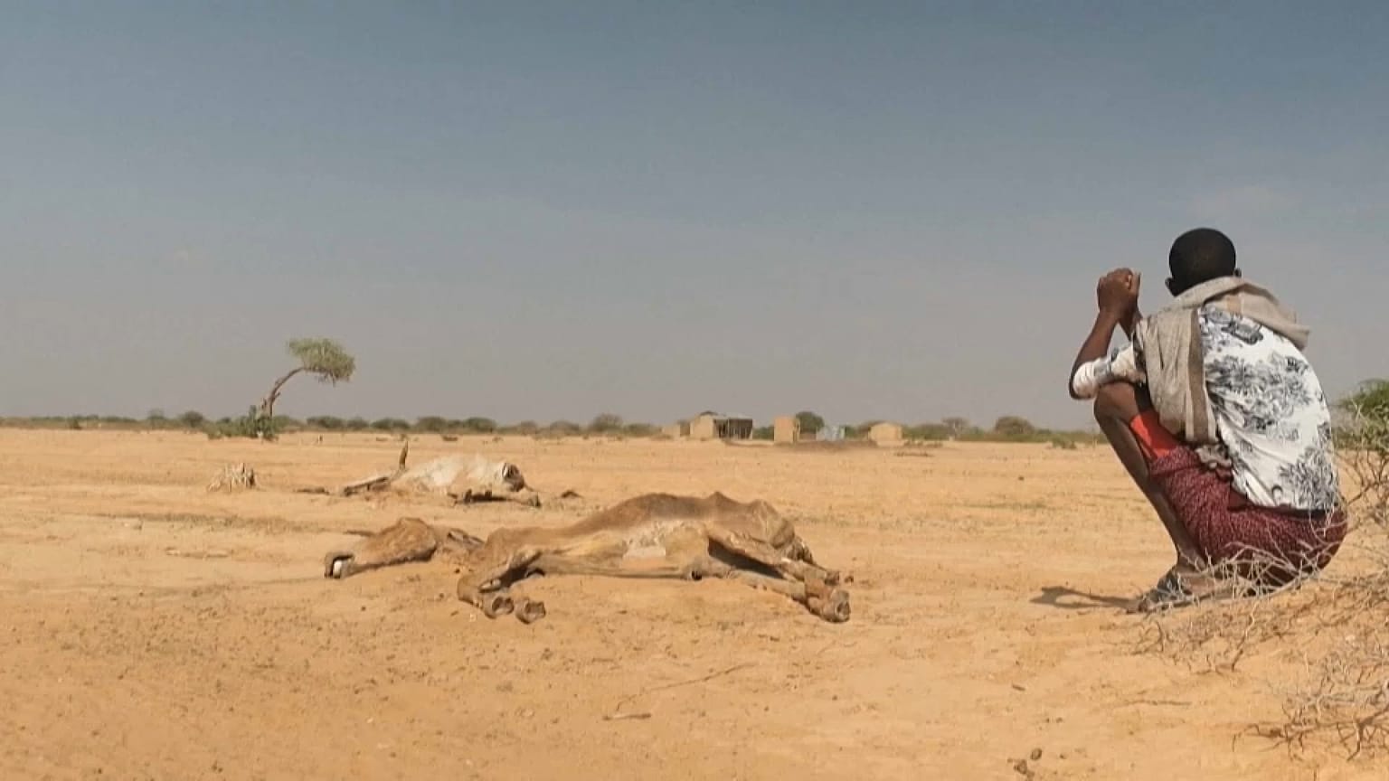 Carcasas de ganado en el pueblo de Hargududo, región Somalí, Etiopía 