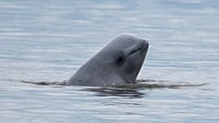photo d'archive du 25 août 2017, fournie par NOAA Fisheries, un béluga sort la tête de l'eau en Alaska. 