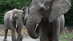 Elephants at a European zoo in 2020. A report from wildlife charity Born Free says the animals suffer in captivity and calls on all zoos to become elephant-free.