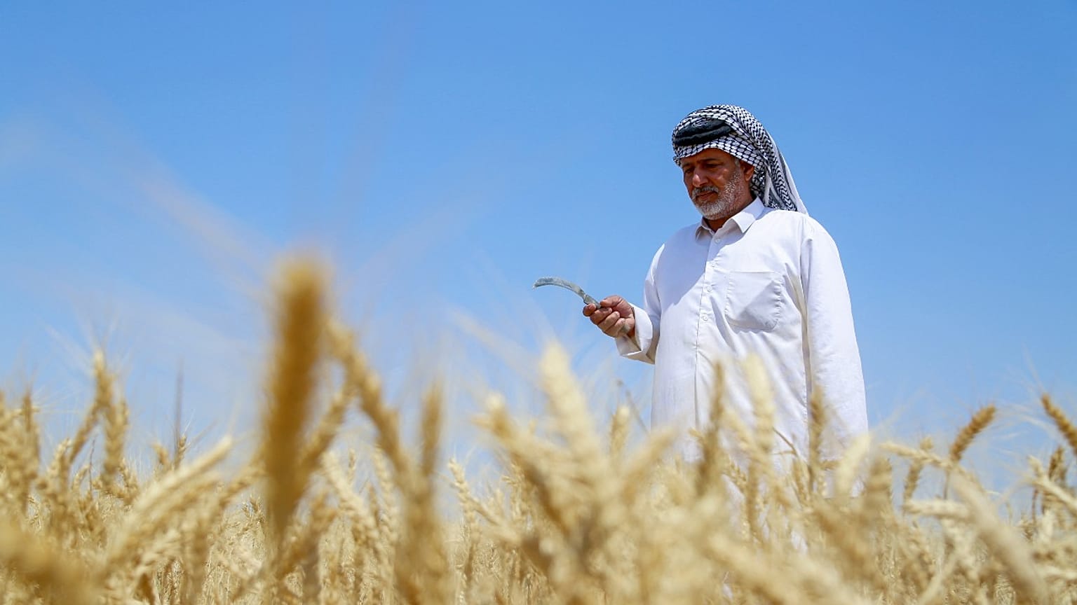 Irakischer Landwirt bei der Weizenernte in der zentralen Provinz Diwaniya (26. April 2022)