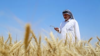 Irakischer Landwirt bei der Weizenernte in der zentralen Provinz Diwaniya (26. April 2022)
