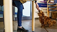 Dackel Luna wird für ihr Warten in einem Wahllokal in Eckernförde belohnt. Auch für die AfD ist die Sache gegessen: Die Rechtspopulisten haben die Fünf-Prozent-Hürde verpasst.